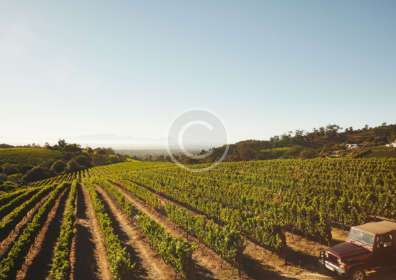 How to Grow Your Vineyard